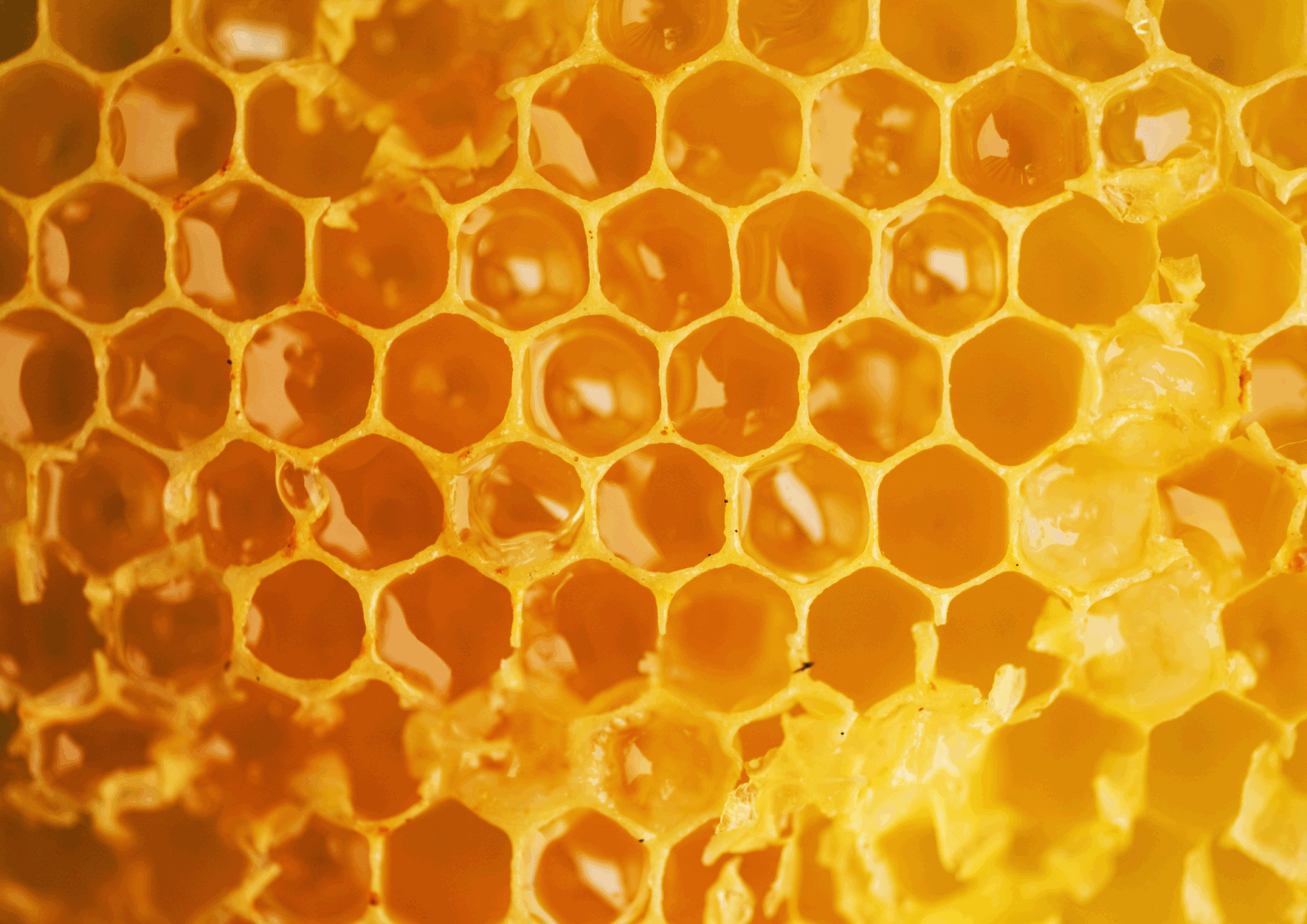 Precio de enjambres de abejas autóctonas en Girona, Baix Empordà y alrededores