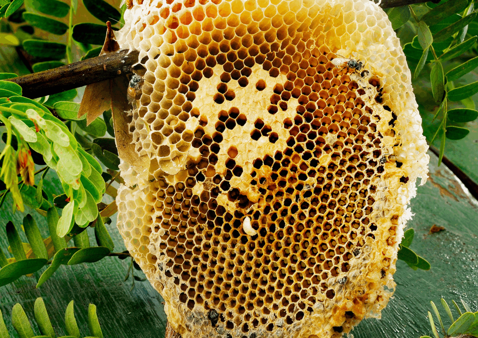 Núcleos y enjambres de abejas en Girona